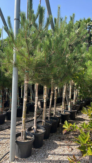 PINUS PINASTER