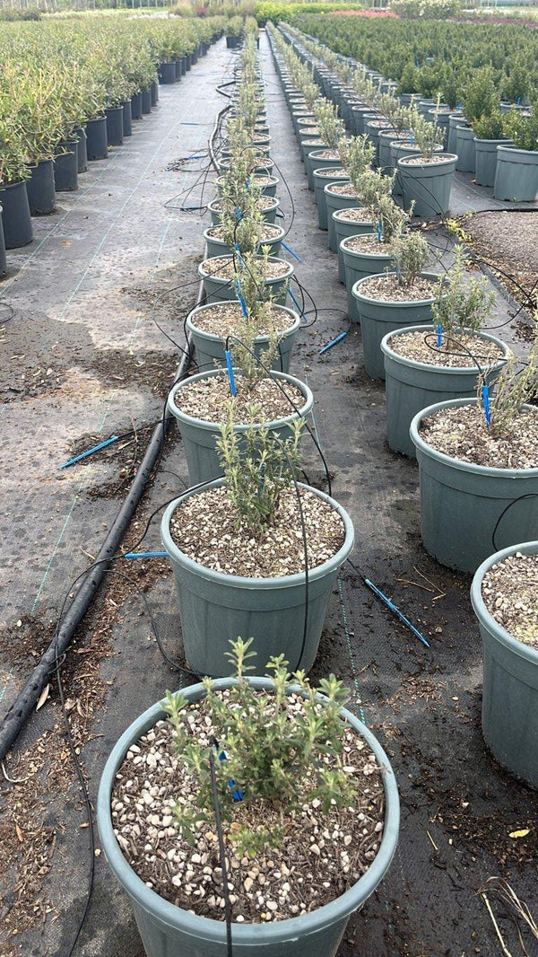 OLEARIA PHLOGOPAPPA SPRING BLING