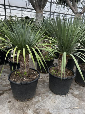 DRACAENA DRACO