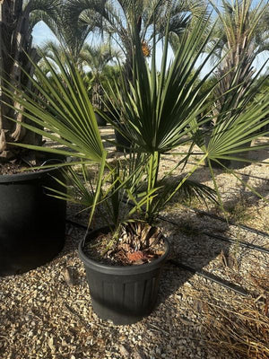 SABAL PALMETTO