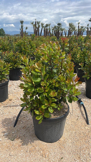ARBUTUS UNEDO