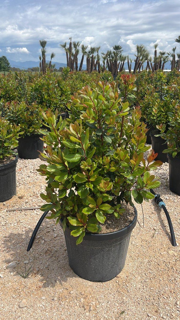 ARBUTUS UNEDO
