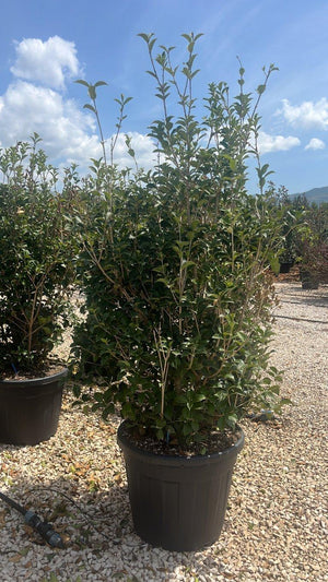 OSMANTHUS AQUIFOLIUM
