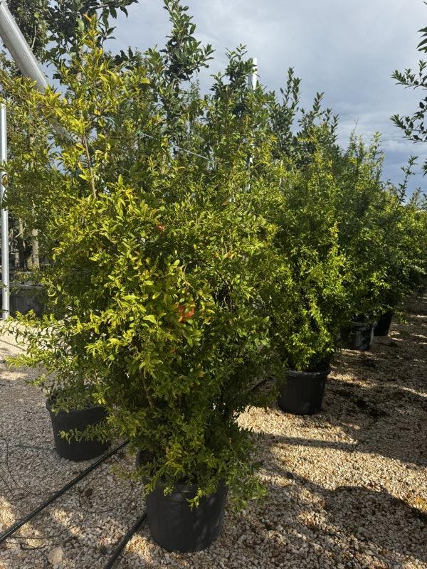 PUNICA F. GRANATUM