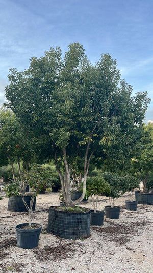 CINNAMOMUM CAMPHORA