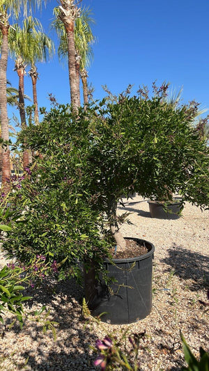 MILLETIA SATSUMA