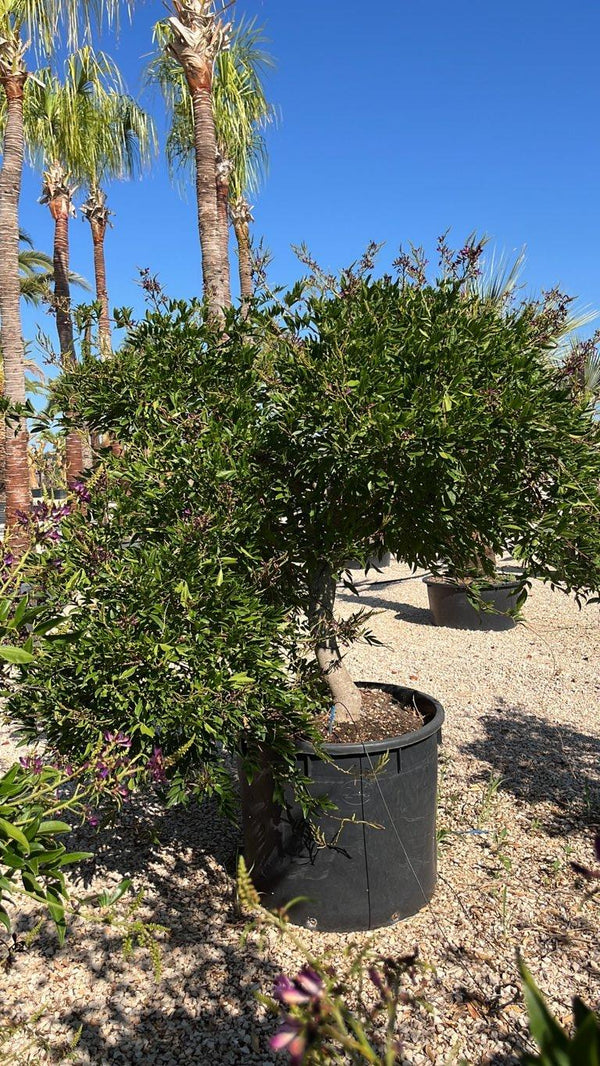 MILLETIA SATSUMA