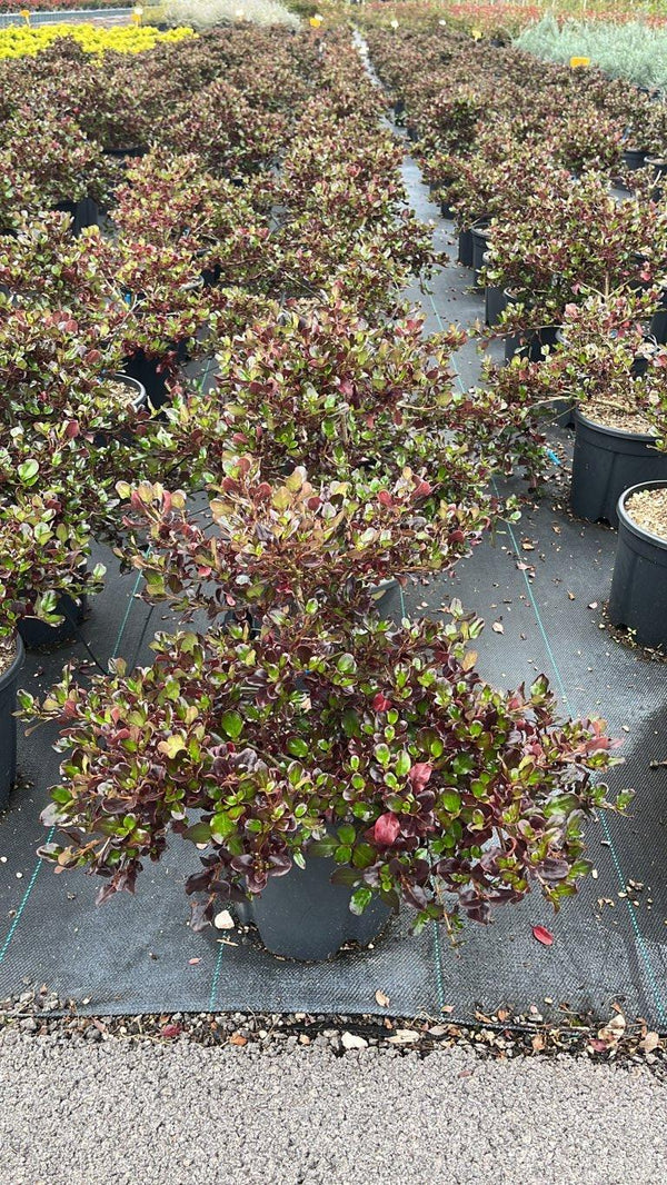 COPROSMA REPENS PLUM HUSSEY
