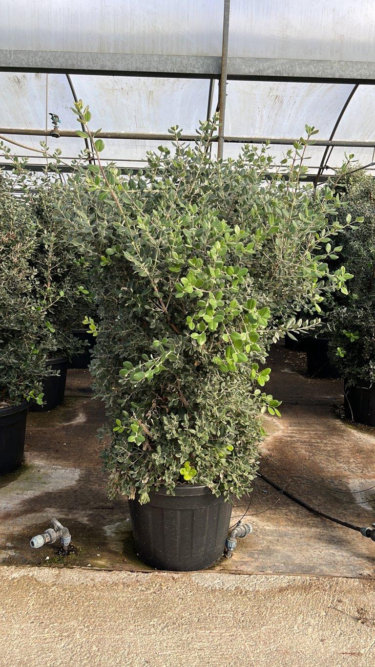 METROSIDEROS EXCELSA