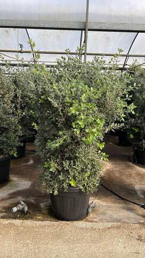METROSIDEROS EXCELSA