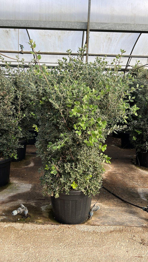 METROSIDEROS EXCELSA
