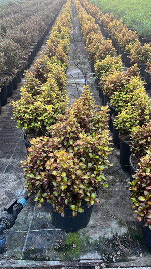 COPROSMA REPENS PINA COLADA