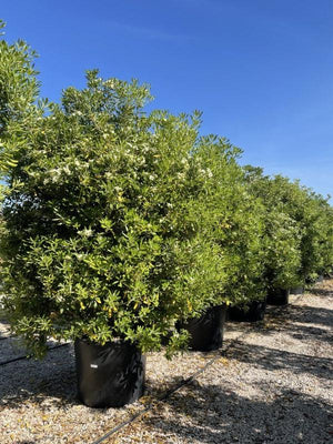 PITTOSPORUM TOBIRA
