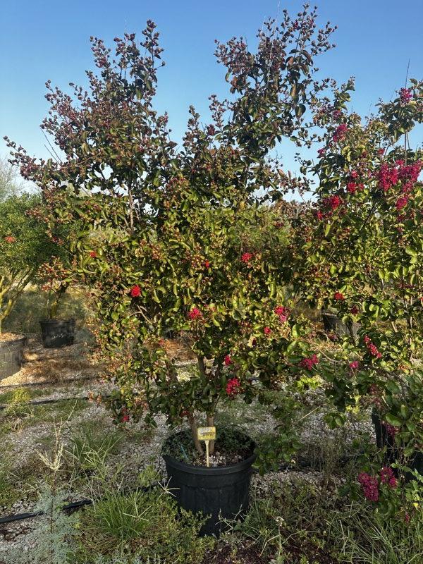 LAGERSTROEMIA INDICA PETITE RED