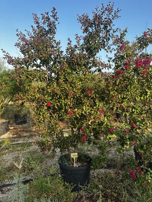 LAGERSTROEMIA INDICA PETITE RED