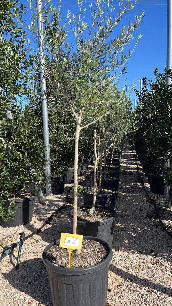 OLEA EUROPEA LECCINO