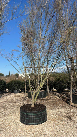 ACER PALMATUM VIRIDIS