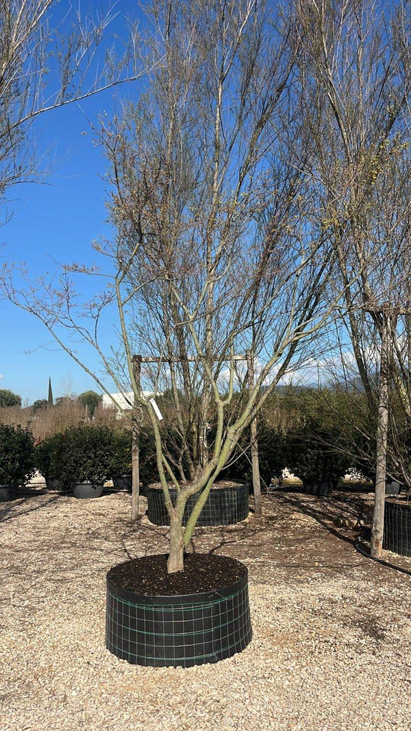 ACER PALMATUM VIRIDIS