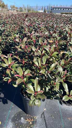 PHOTINIA X FRASERI CARRE ROUGE