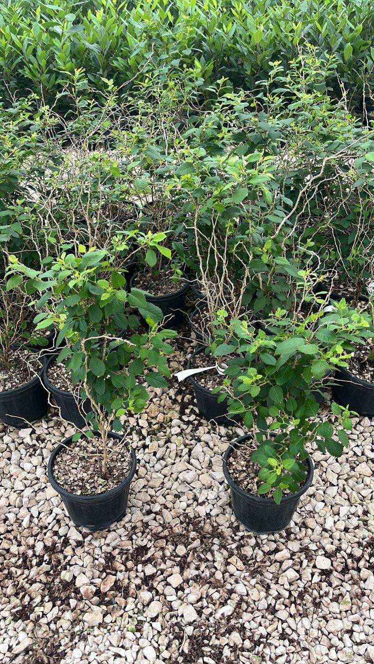 PRUNUS F.C INCISA KOJO NO MAI