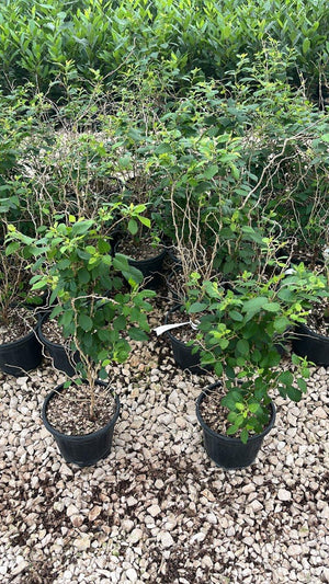 PRUNUS F.C INCISA KOJO NO MAI