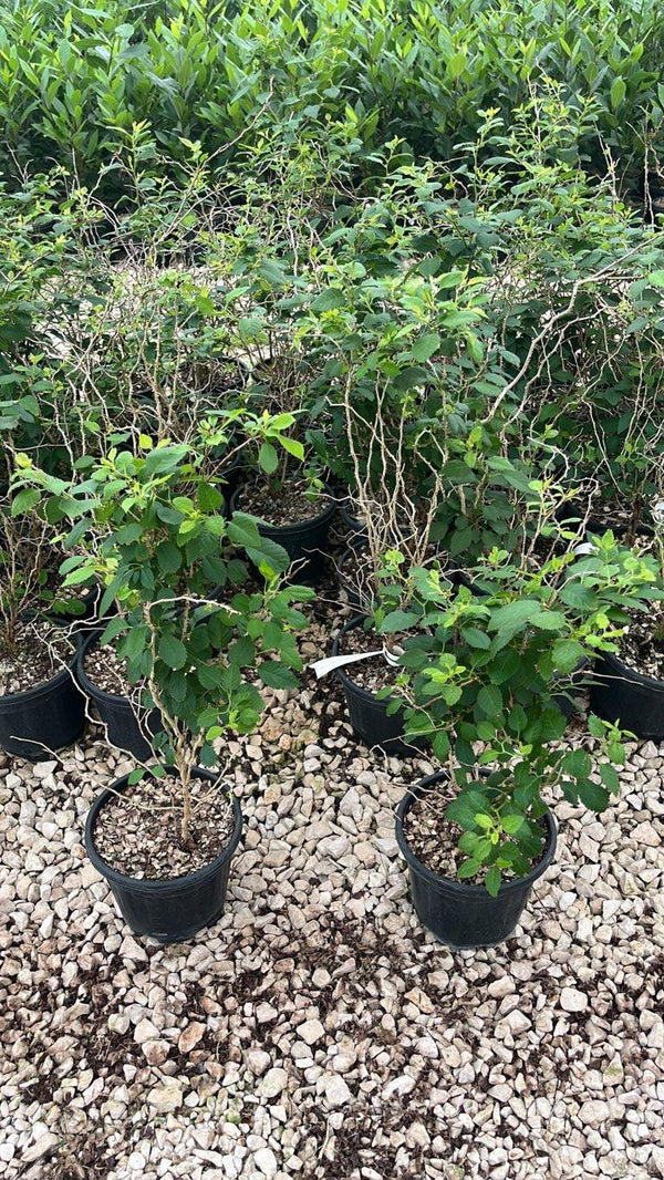 PRUNUS F.C INCISA KOJO NO MAI