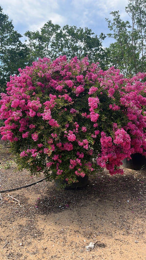 LAGERSTROEMIA INDICA NANA FUCSIA