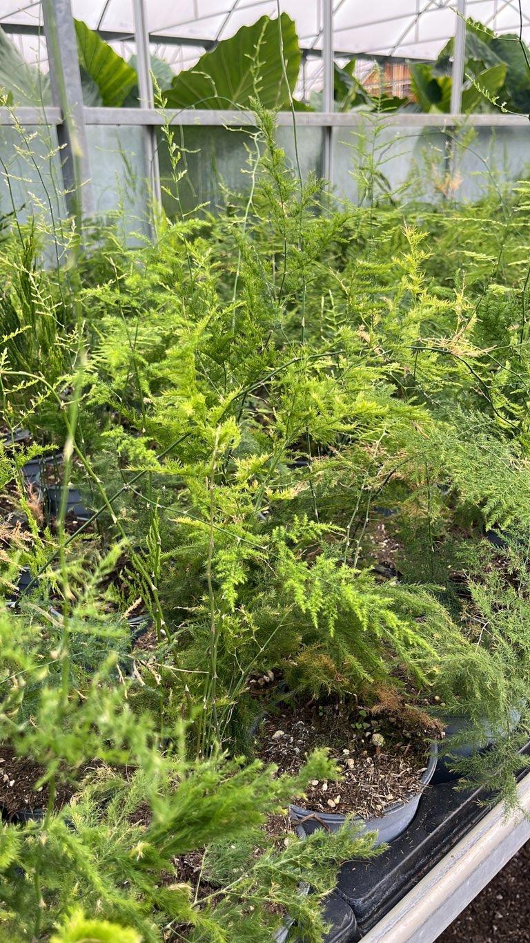 ASPARAGUS PLUMOSUS NANUS