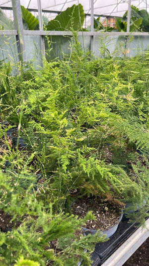 ASPARAGUS PLUMOSUS NANUS