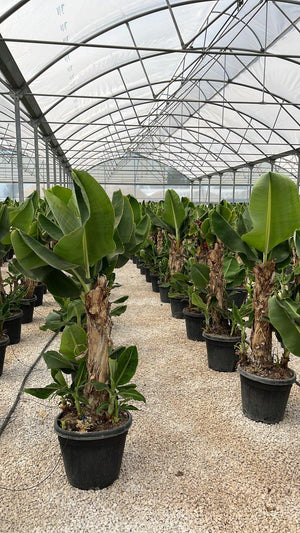 MUSA ACUMINATA DWARF CAVENDISH