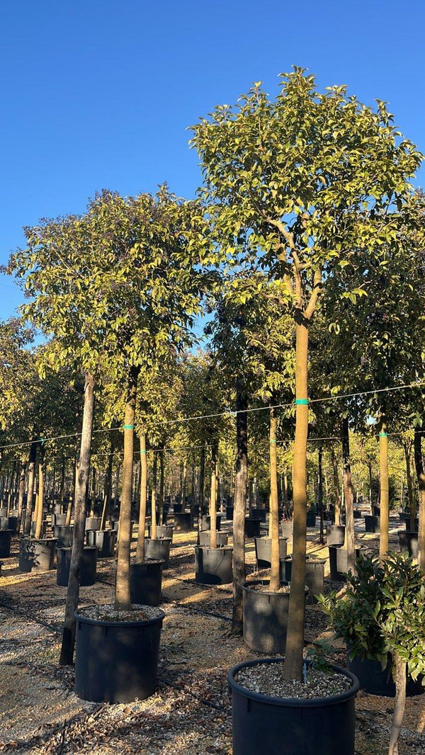 LIGUSTRUM JAPONICUM EXCELSUM SUPERBUM