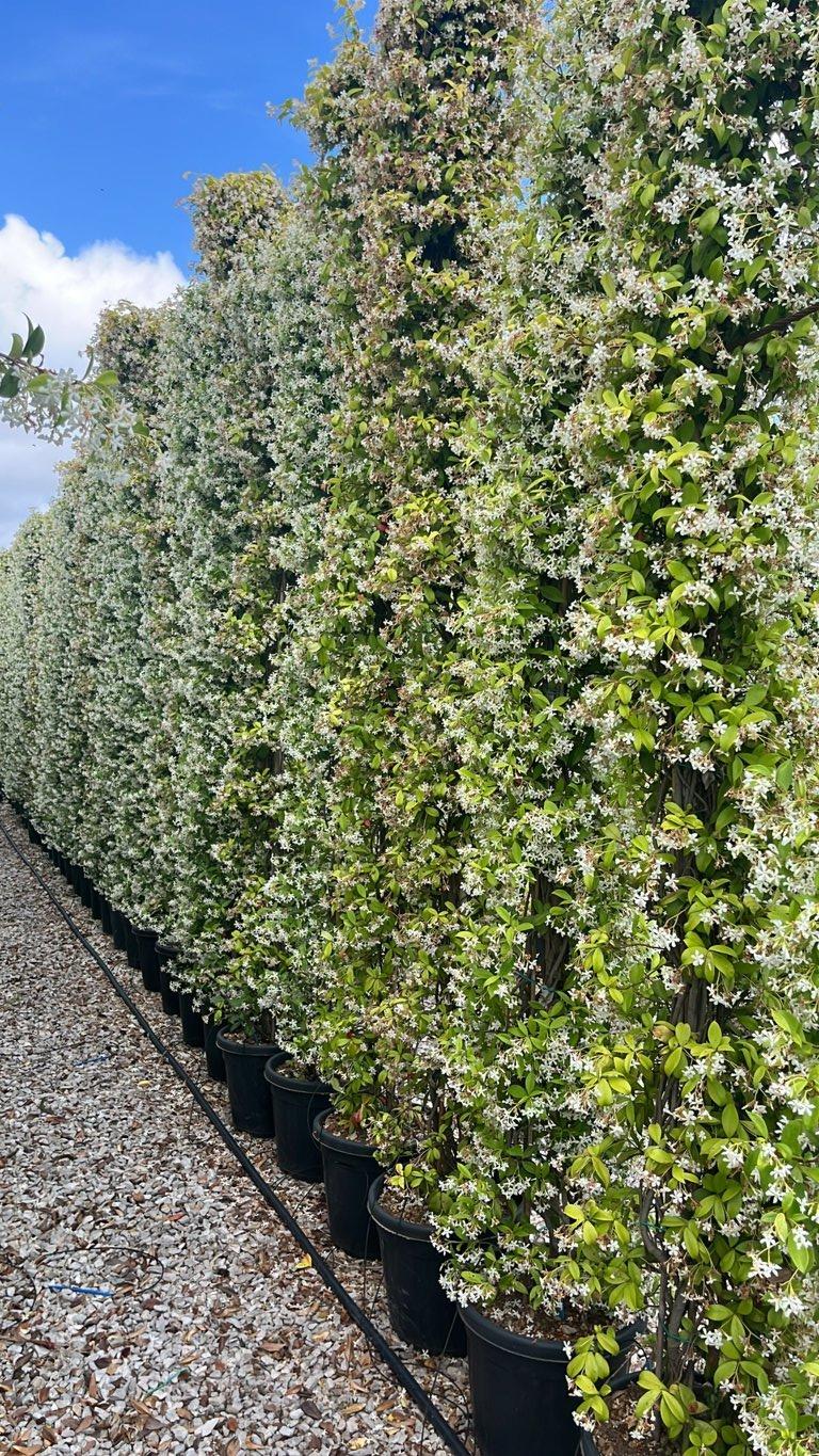 TRACHELOSPERMUM JASMINOIDES