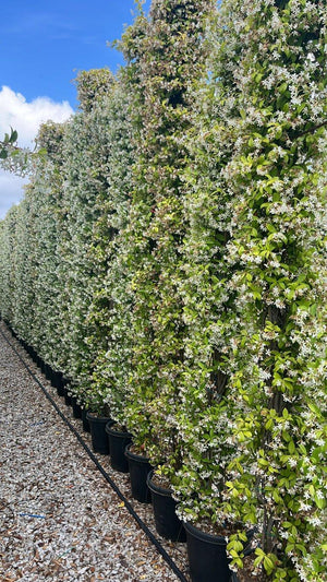 TRACHELOSPERMUM JASMINOIDES