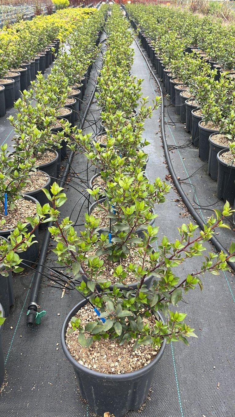 RHAMNUS ALATERNUS