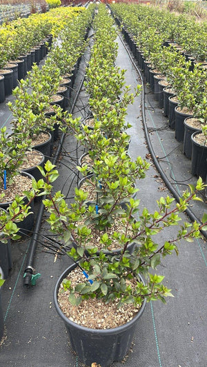 RHAMNUS ALATERNUS