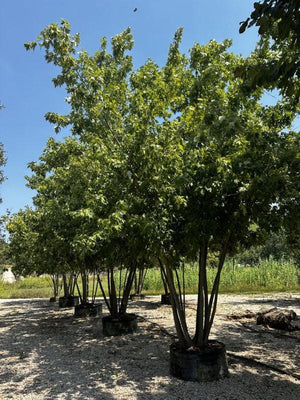 ACER SACCHARIMUN