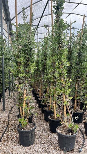 METROSIDEROS EXCELSA