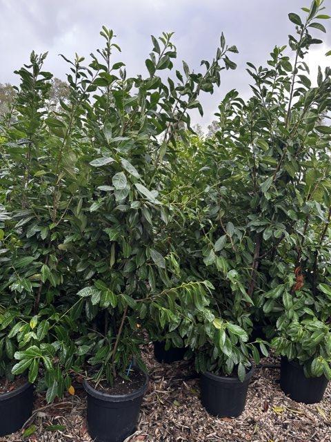 PRUNUS S. LAUROCERASUS