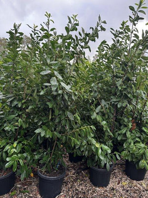 PRUNUS S. LAUROCERASUS