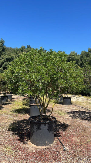 PISTACIA LENTISCUS