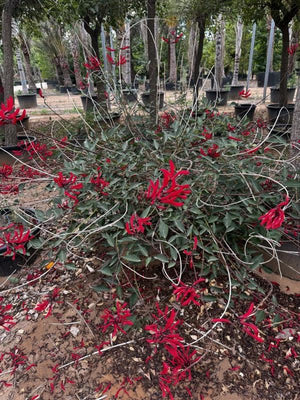 ERYTHRINA KYLIAN JULIEN