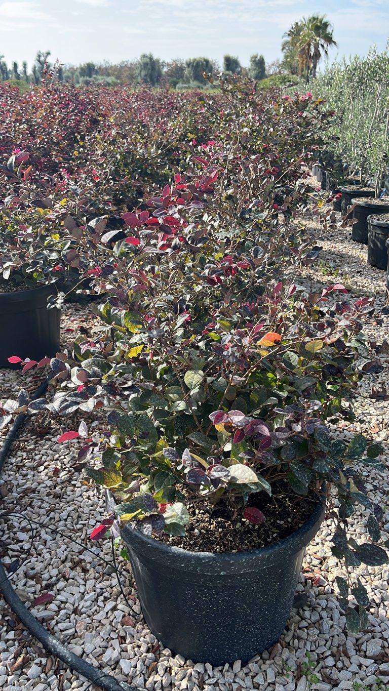 LOROPETALUM CHINENSIS FEDE