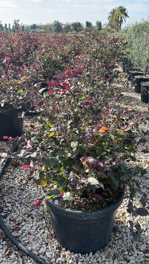 LOROPETALUM CHINENSIS FEDE