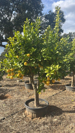 CITRUS LIMON