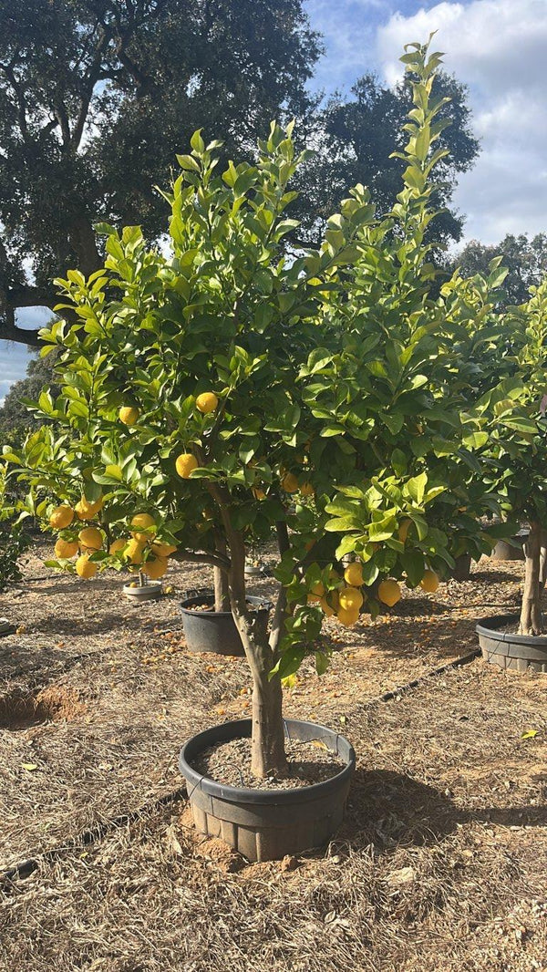 CITRUS LIMON