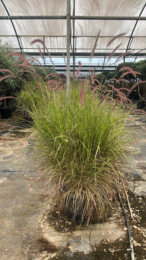 PENNISETUM ADVENA CHERRY SPARKLER
