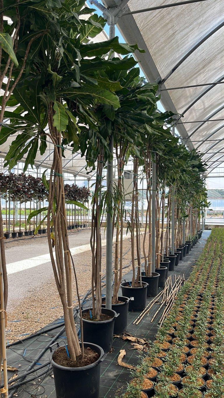 ARALIA RETICULATA