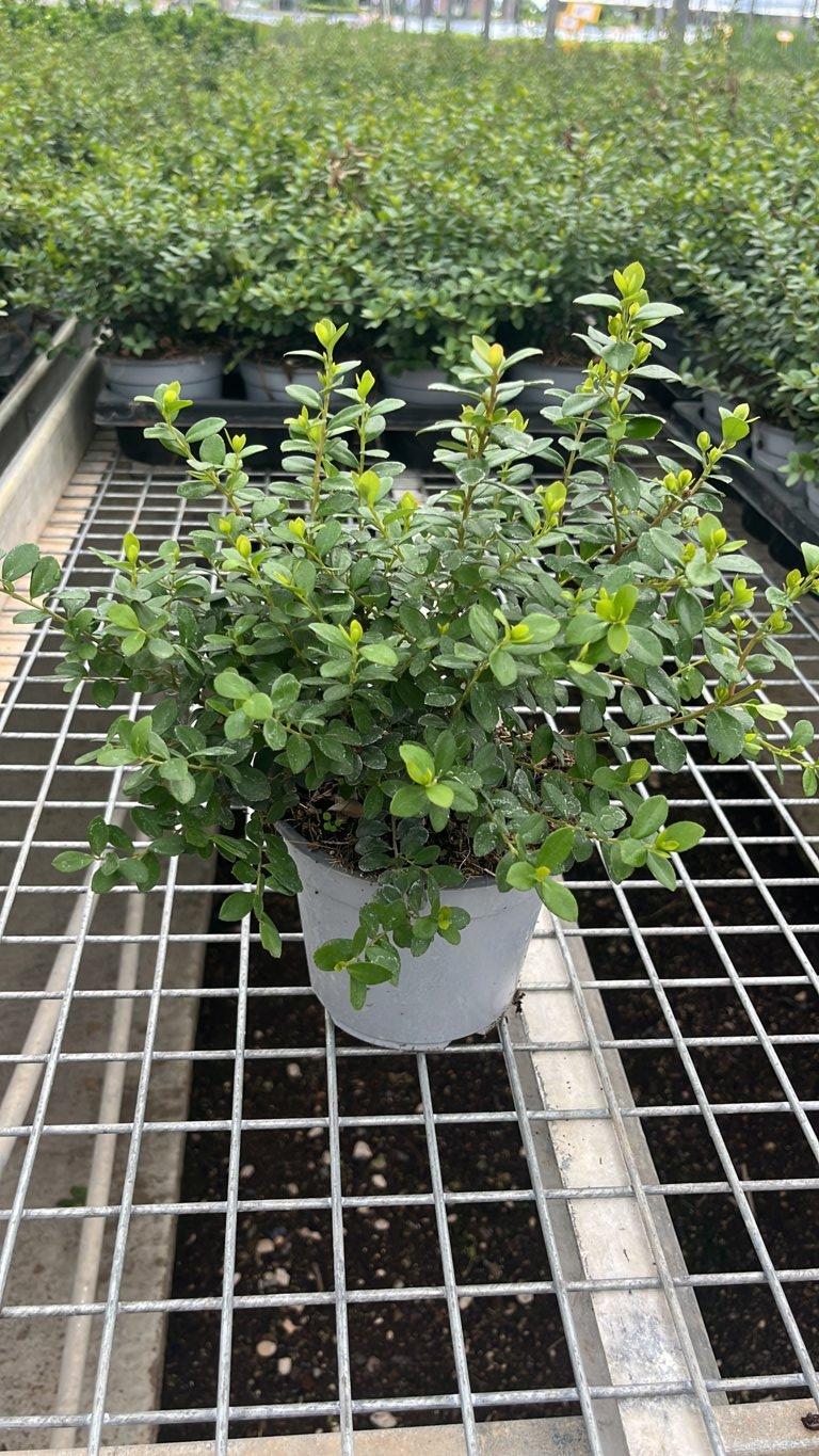 MYRSINE AFRICANA