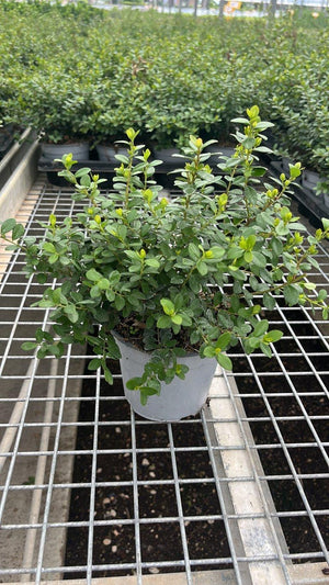 MYRSINE AFRICANA