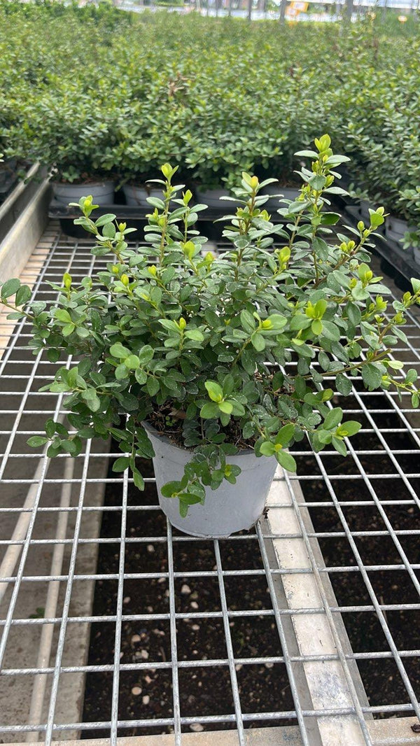 MYRSINE AFRICANA